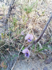 Lotononis complanata