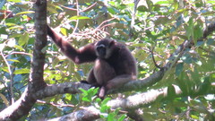 Hylobates albibarbis