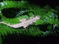 Anolis pachypus