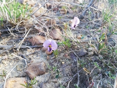 Lotononis complanata