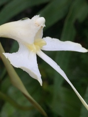 Epidendrum macroophorum