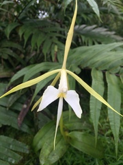 Epidendrum macroophorum