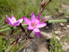 Hesperantha baurii