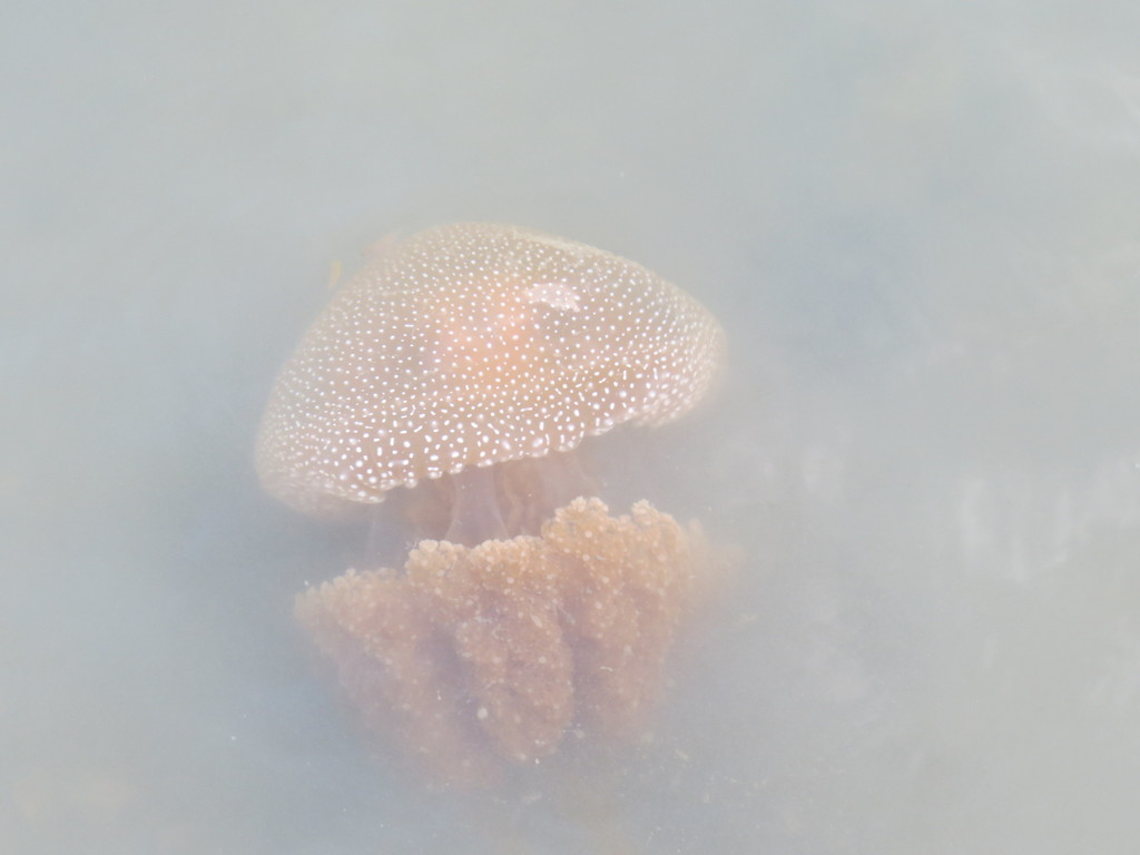 Australian Spotted Jelly (Phyllorhiza punctata)