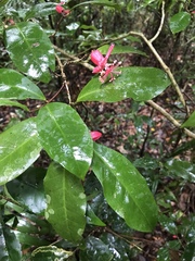 Macrostelia calyculata