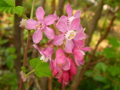 Ribes sanguineum