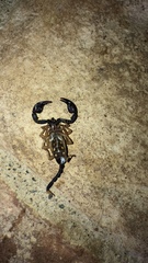 Euscorpius flavicaudis
