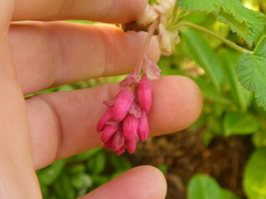 Ribes sanguineum