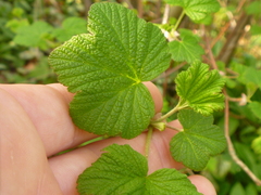 Ribes sanguineum