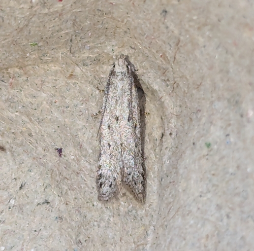 Monochroa harrisonella