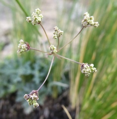 Dracosciadium saniculifolium