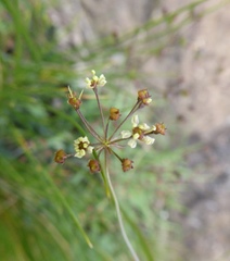 Dracosciadium saniculifolium