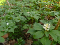 Pachysandra terminalis