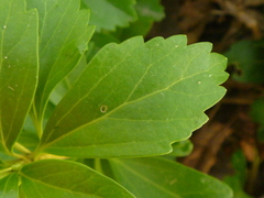Pachysandra terminalis
