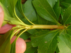 Pachysandra terminalis