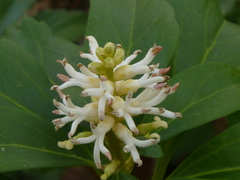 Pachysandra terminalis