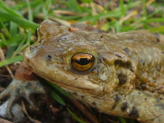Bufo bufo