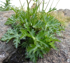 Dracosciadium saniculifolium