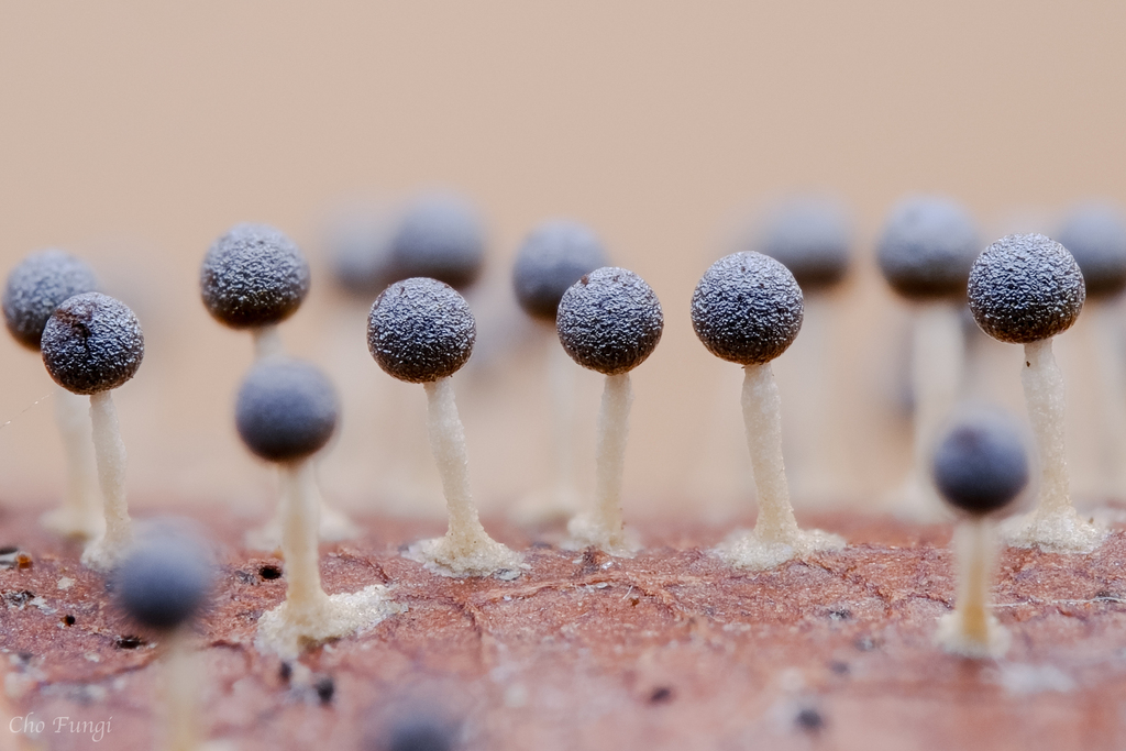 Diachea bulbillosa