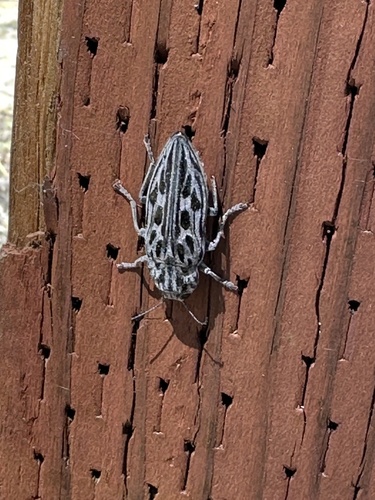 Western Sculptured Pine Borer