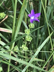 Triodanis biflora