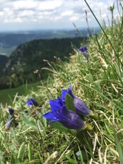Gentiana clusii