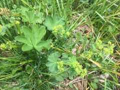 Alchemilla xanthochlora