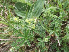 Alchemilla conjuncta