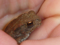 Bufo bufo