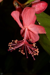 Macrostelia calyculata
