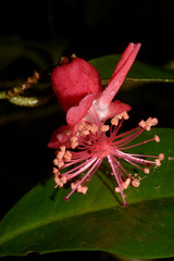Macrostelia calyculata