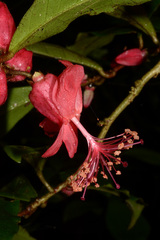 Macrostelia calyculata