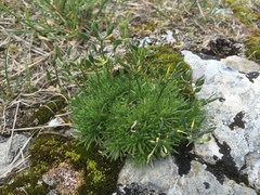 Draba aizoides