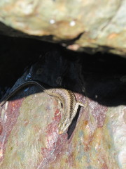 Emoia atrocostata
