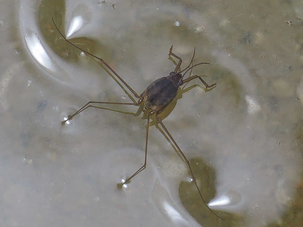Asclepios apicalis