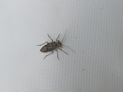 Mesopsocus