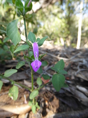 Dicliptera quintasii