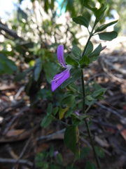 Dicliptera quintasii