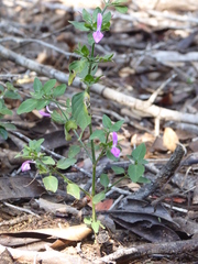 Dicliptera quintasii