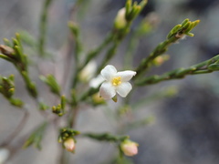 Lachnaea pusilla