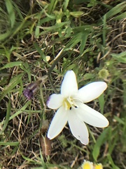 Sparaxis grandiflora