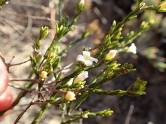 Lachnaea pusilla
