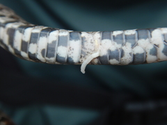 Cestoda