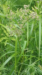 Scirpus atrocinctus