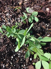 Baptisia bracteata
