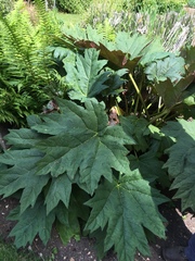 Rheum palmatum