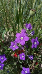Legousia speculum-veneris