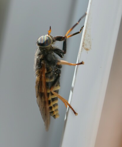 Yellowjacket Horse Fly