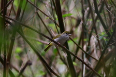 Erpornis zantholeuca