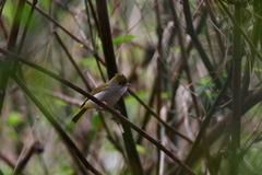 Erpornis zantholeuca